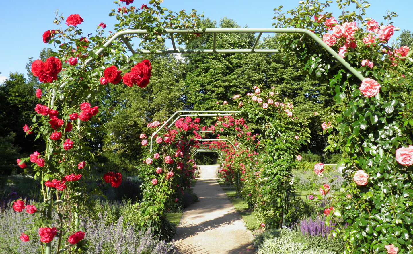 Rosenpergola, Foto: Annette Schild